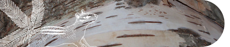 Ottawa Graphic Design – Birch Bark, Chipmunk Illustration