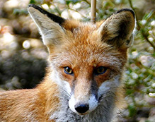 Craft Beer Can Artwork - Fox